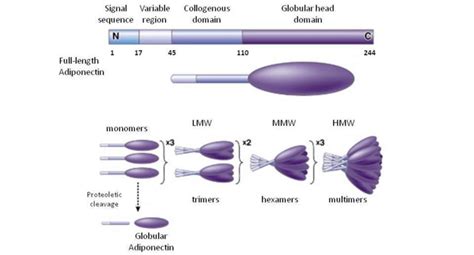 6): Schematic structure of adiponectin (56) . | Download Scientific Diagram