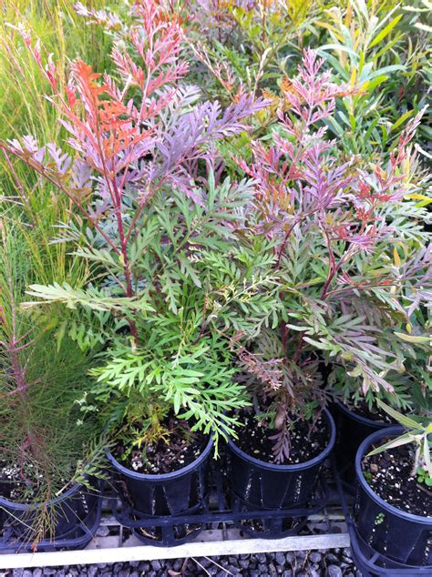 Grevillea robusta - Silky Oak - Oz Trees - Native Plant Nursery