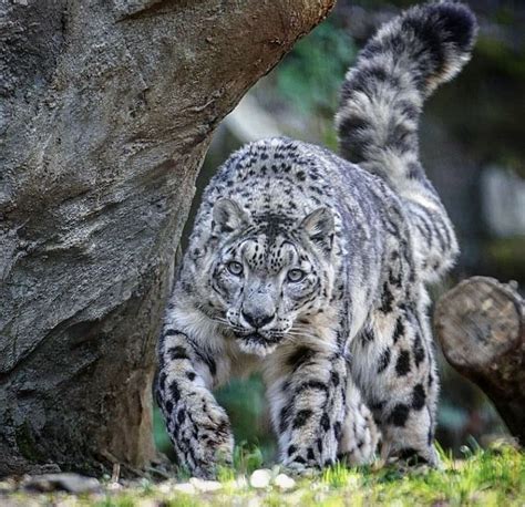 Big Cats Photography, Wild Photography, Snow Leopard, Cheetah, Clouded Leopard, African Wildlife ...