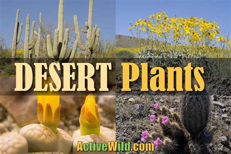 Beautiful Desert Plants With Names