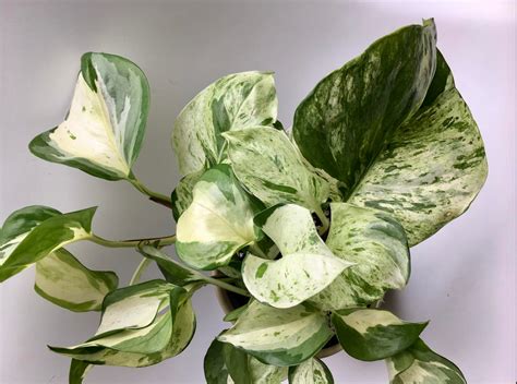 Pothos Variegated Care - Pothos Plant