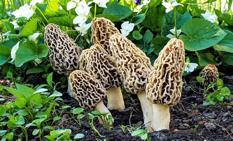 Morel Mushrooms