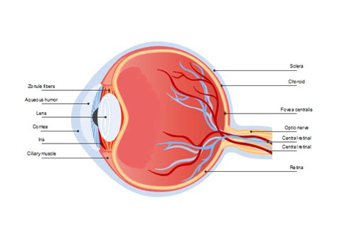 Eye Diagram | Free Eye Diagram Template