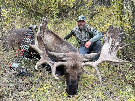 Colorado Shiras Moose Hunting Outfitters | Guided Moose Hunts Colorado