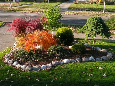 Japanese Maple fall colors | Acer palmatum 'Viridis' (orange… | Flickr