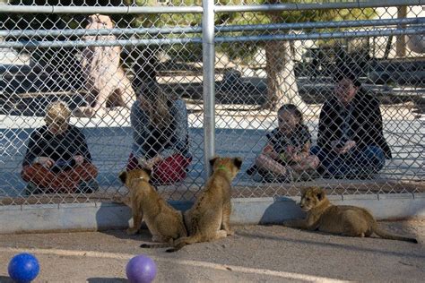 Lion Habitat Ranch: Las Vegas Attractions Review - 10Best Experts and Tourist Reviews