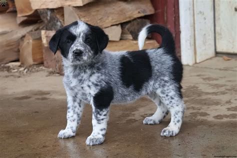 Blue Heeler Corgi Beagle Mix