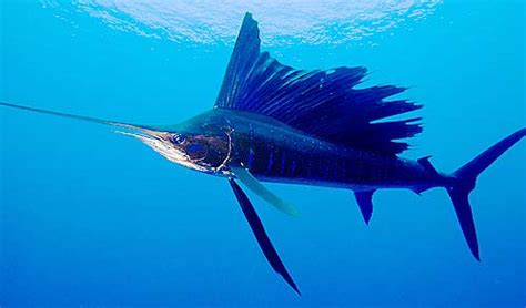 Sailfish - The Fastest Swimming Animal | Animal Pictures and Facts ...