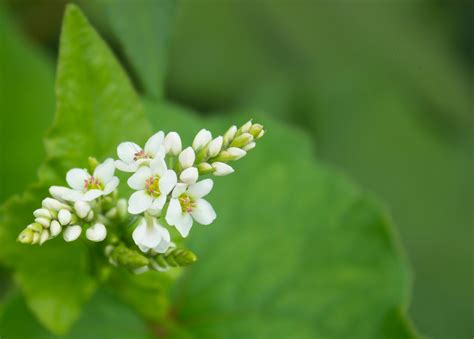 Spotlight on Buckwheat | Anwesha