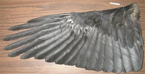 Description of the Common Raven | Raven, Raven wings, Animals