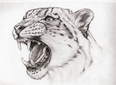 snow leopard | Leopard art, Snow leopard drawing, Snow leopard art