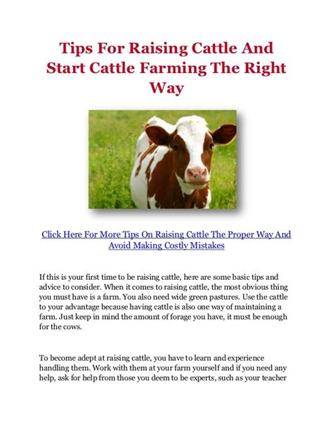 Tips For Raising Cattle And Start Cattle Farming The Right Way