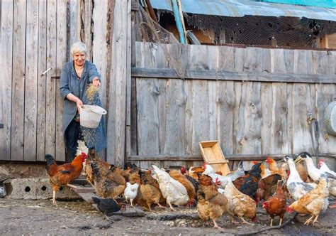 Raising Chickens for Meat: Everything You Need to Know