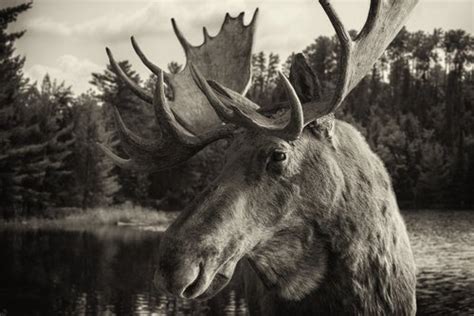 Moose Antlers Shedding: Insights on Natural Process