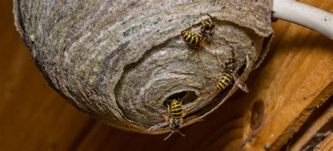 Wasp Nests: Identification and Removal 2022 - Advance Pest Control