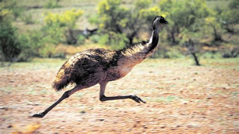 emu bird running hd widescreen wallpaper / birds backgrounds