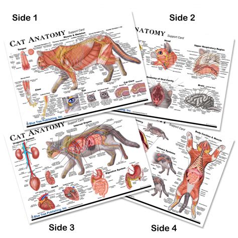 Cat Anatomy Chart Set