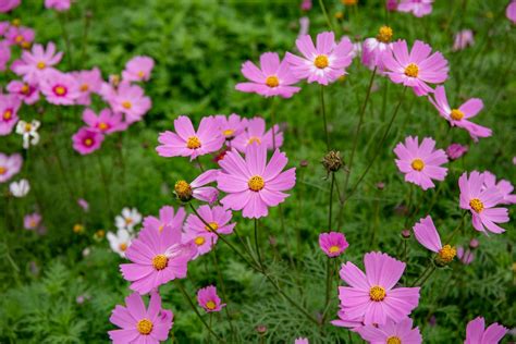 Purple Flowers in Nature · Free Stock Photo