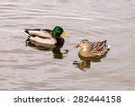 Pair Of Swimming Mallard Ducks Free Stock Photo - Public Domain Pictures