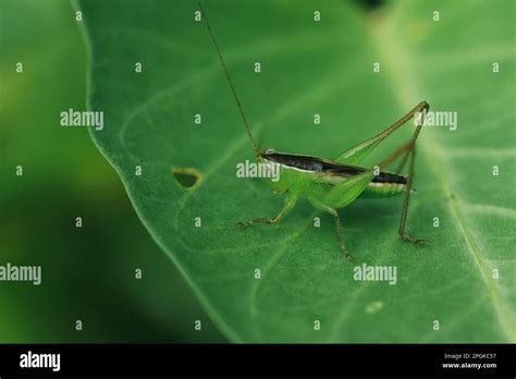 Green grasshopper on leaf, grasshopper eyes Looking, macro eyes ...