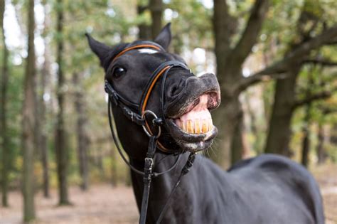 Importance Of Maintaining Your horses Teeth | New Ulm Vet