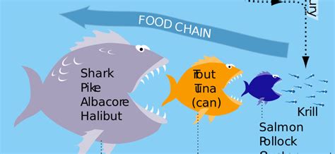 Mercury poisoning. Which fish have the most toxic mercury in them? – Healthy Food Near Me