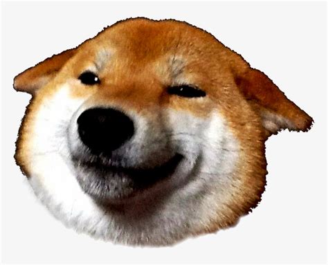 Kabosu Head Smile - Shiba Inu Face Png - Free Transparent PNG Download - PNGkey