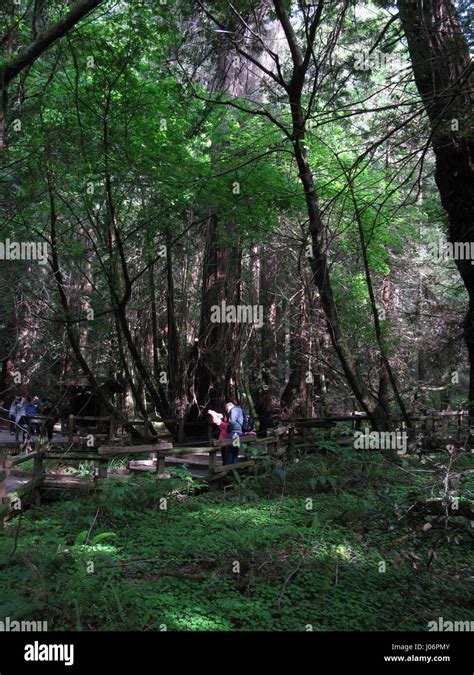 Redwood Trees, Muir Woods, California Stock Photo - Alamy