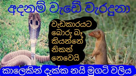 නයි මුගටි සටන - Cobra Vs Mongoose - YouTube