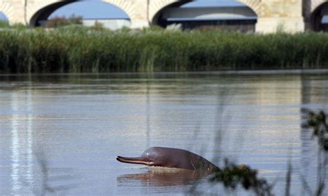 Fight to save endangered Indus dolphins, turtles - Pakistan - DAWN.COM