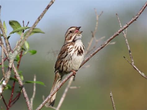 2,966 Singing Sparrow Stock Photos - Free & Royalty-Free Stock Photos ...