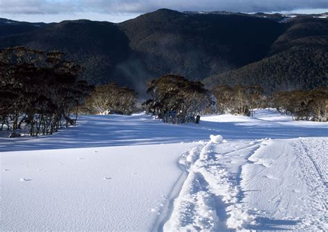 Does It Snow In Australia? (Australia’s Snowfall Explained!) – TravelPeri