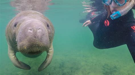 My Guide to Booking the Best Manatee Tours in Crystal River, Florida