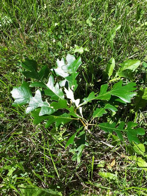 White Oak Leaves – Augustifolia