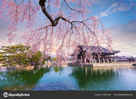 Gyeongbokgung palace with cherry blossom tree in spring time in — Stock Photo © boy.panyar@gmail ...