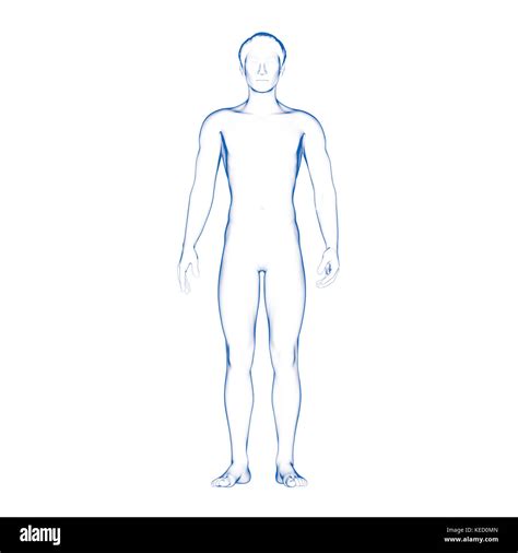 Male Body Types Drawing