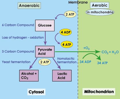 SparkNotes: Glycolysis: Anaerobic Respiration: Homolactic Fermentation