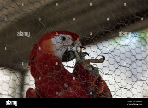 Captive Scarlet Macaw (Ara macao). Part of a breeding program at Guacamayas, Chiapas State ...