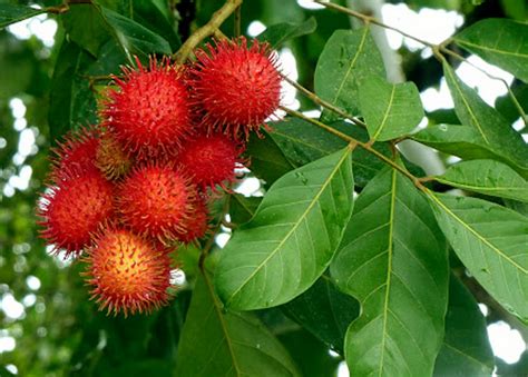 Growing Rambutan | Howto grow Rambutan | Health benefits - NatureBring