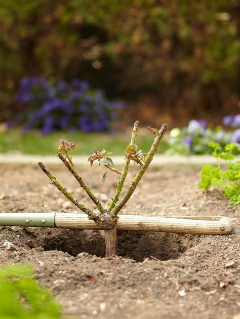 Here's How to Prune Your Roses to Get the Most Blooms and Healthiest Plants | Trim rose bushes ...