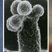 (PDF) Myxobacteria, Polarity, and Multicellular Morphogenesis