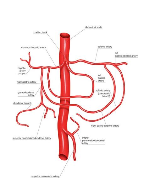 Anatomy Photograph - Coeliac Trunk by Asklepios Medical Atlas Arteries ...