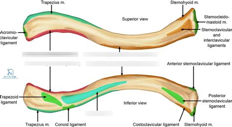 Anatomy Module 1: Clavicle Attachments Diagram | Quizlet