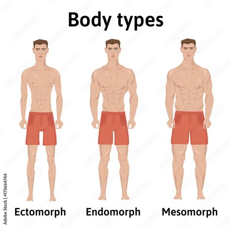 Constitution of human body. Man body types. Endomorph, ectomorph and ...