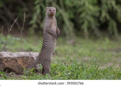 1,397 Banded Mongoose Images, Stock Photos & Vectors | Shutterstock