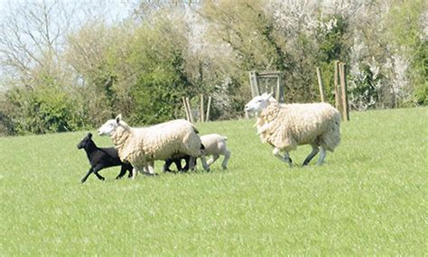 Kimbers' Farm Shop in - Wincanton | Groupon