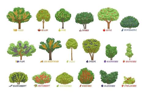 Different Garden Berry Shrubs with Names Set