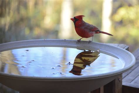 The 5 Best Bird Baths of 2021