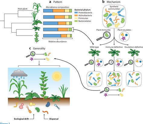 [PDF] The Plant Microbiome: From Ecology to Reductionism and Beyond ...