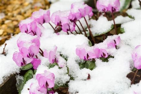 60 Winter Flowers: Enhance Your Garden with Blooms | Florgeous